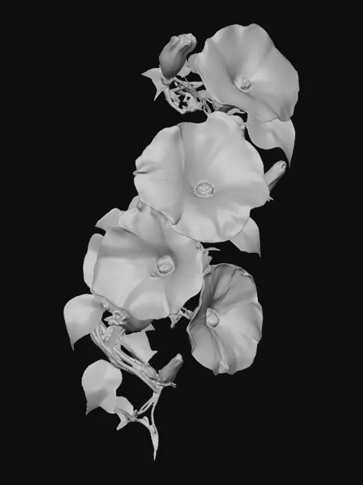3D model for Morning Glory Beauty