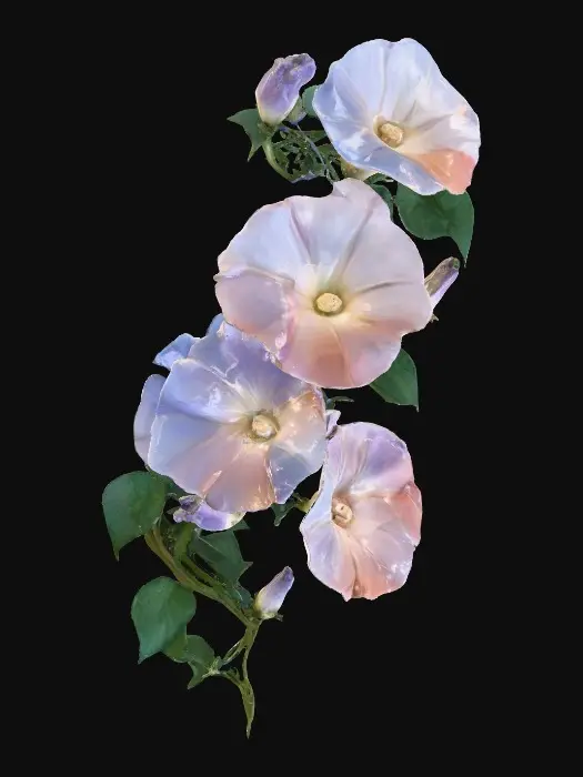 3D model for Morning Glory Beauty