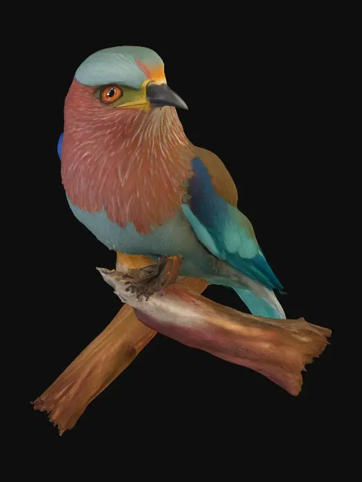 3D model for Colorful Perch
