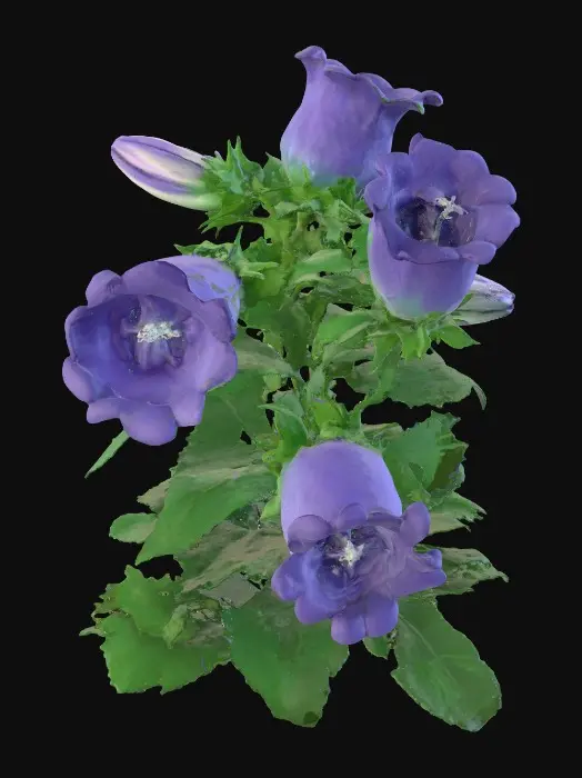 3D model for Bellflower Elegance