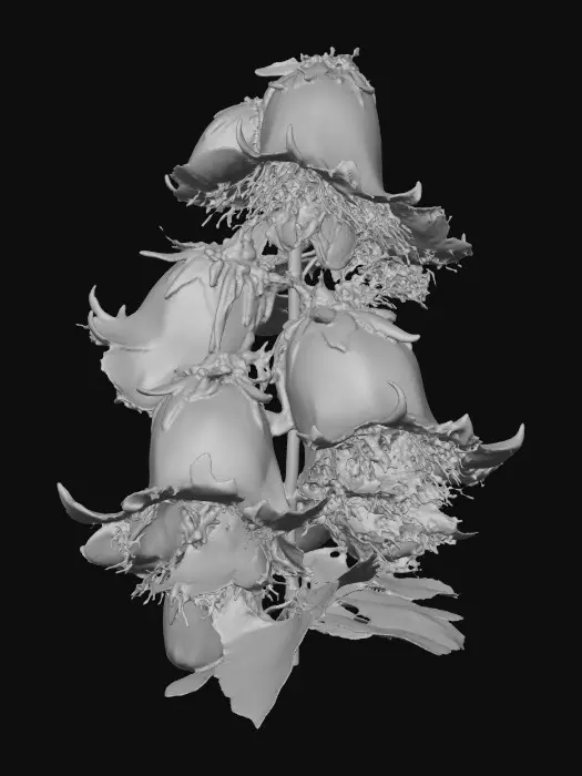 3D model for Bluebell Symphony