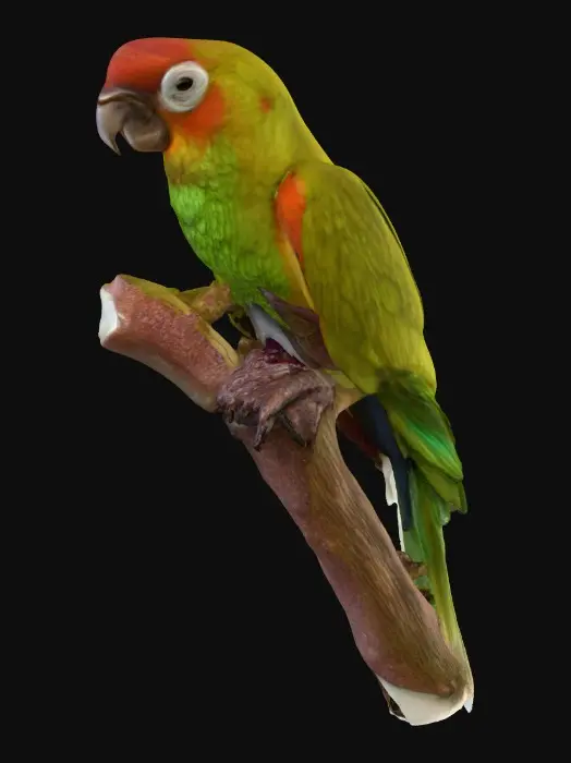 3D model for Parrot Perch