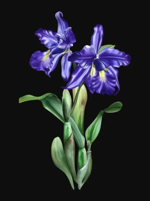 3D model for Blue Irises