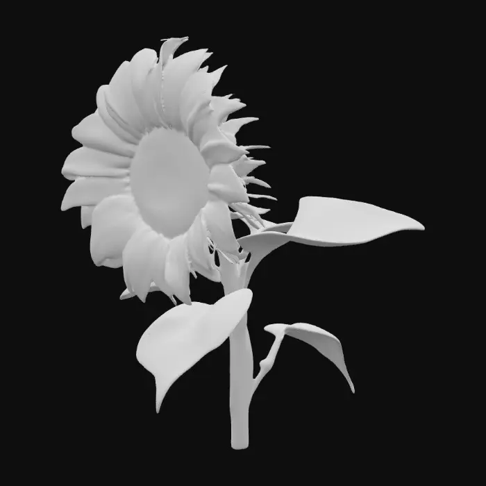 3D model for Sunflower on stem with 3 leaves on a pure white background 