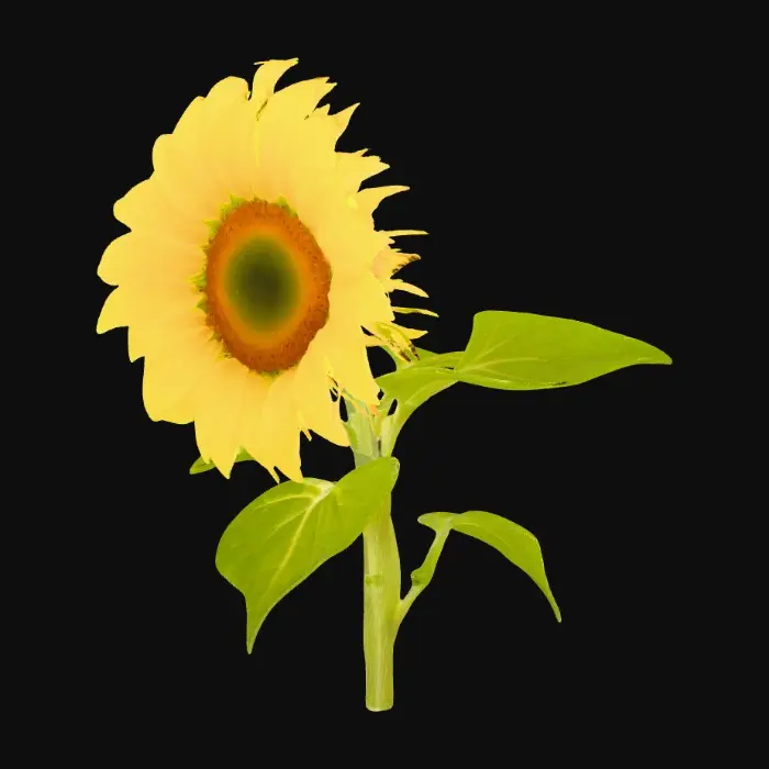 3D model for Sunflower on stem with 3 leaves on a pure white background 