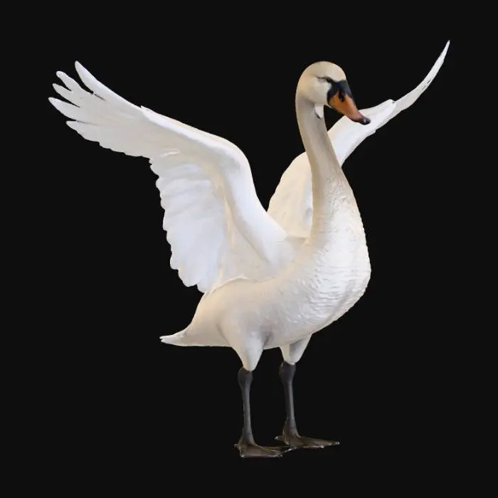 3D model for Beautiful muted Swan. Regal stance with wide open wings with large highly detailed feathers. Hyper-realistic , #PBR# 