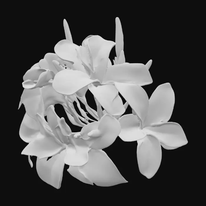 3D model for Plumeria Bloom, #PBR#