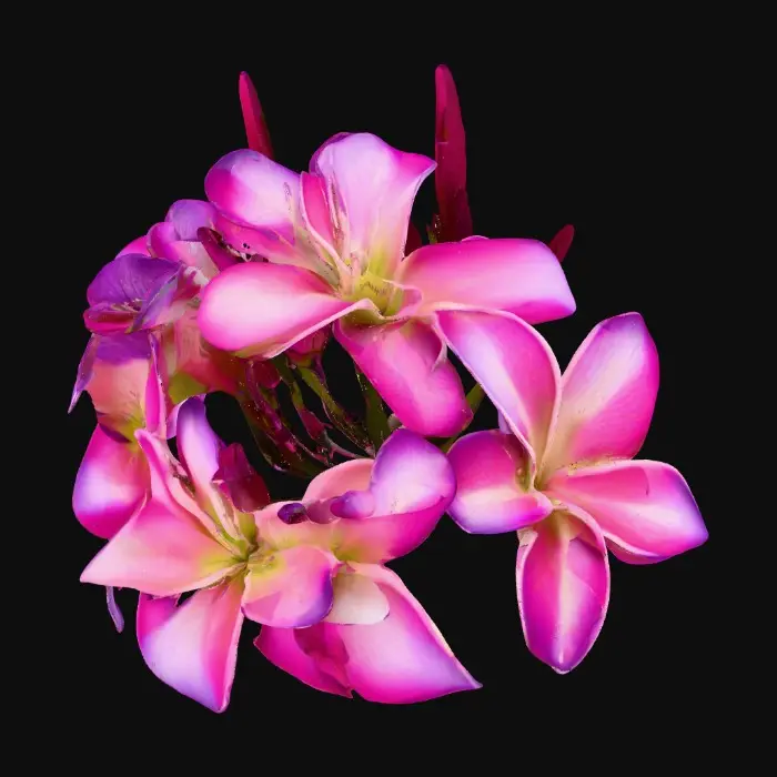 3D model for Plumeria Bloom, #PBR#