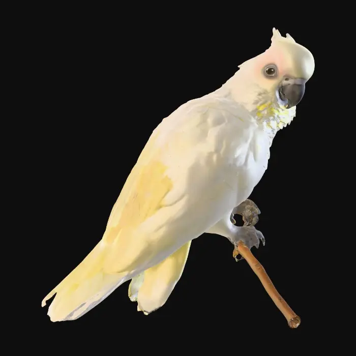 3D model for A precious baby Cockatoo with detailed feather texture is perched on a tree branch adorned with vibrant yellow blossoms. An arching branch extends gracefully above the bird, creating a natural frame.