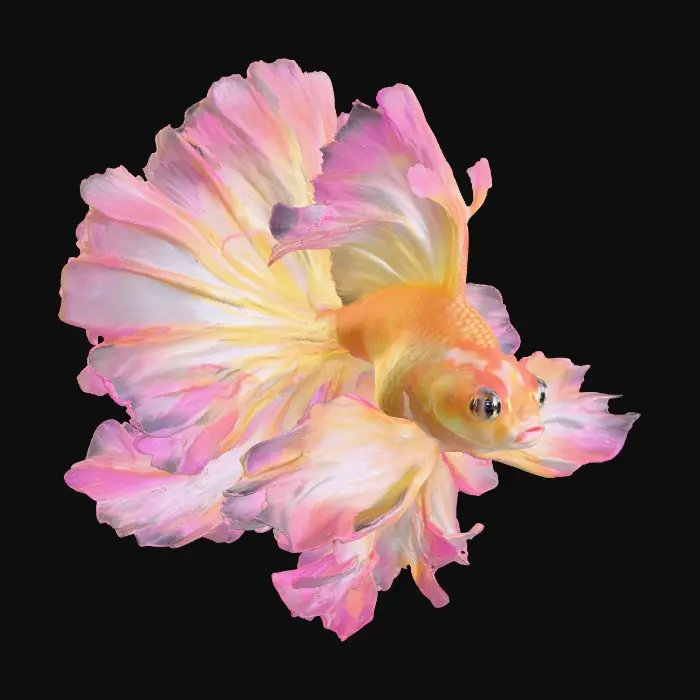 3D model for Graceful Spectrum