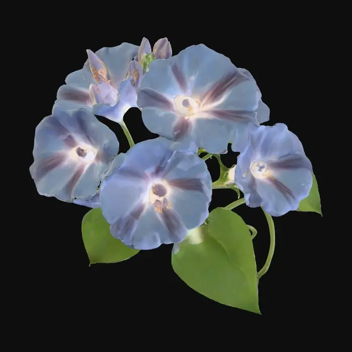 3D model for Morning Glory Symphony