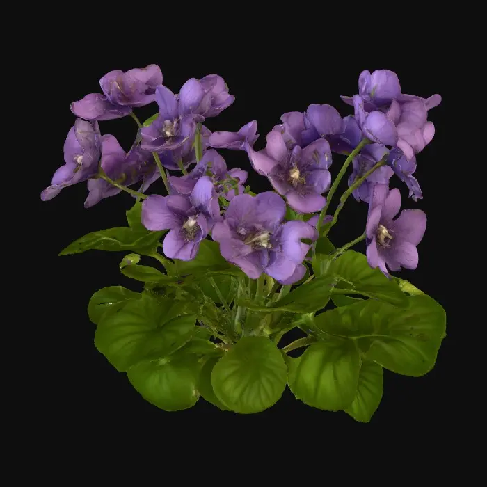 3D model for Violet Serenity