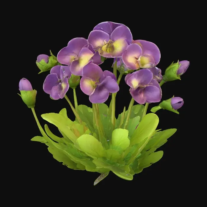 3D model for Viola Bloom