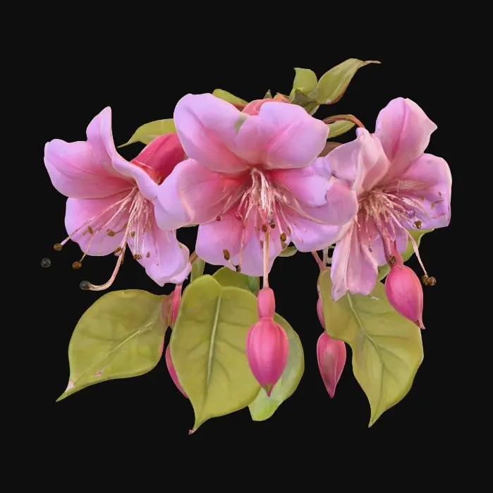 3D model for Fuchsia Blooms