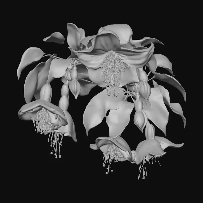 3D model for Fuchsia Blossoms
