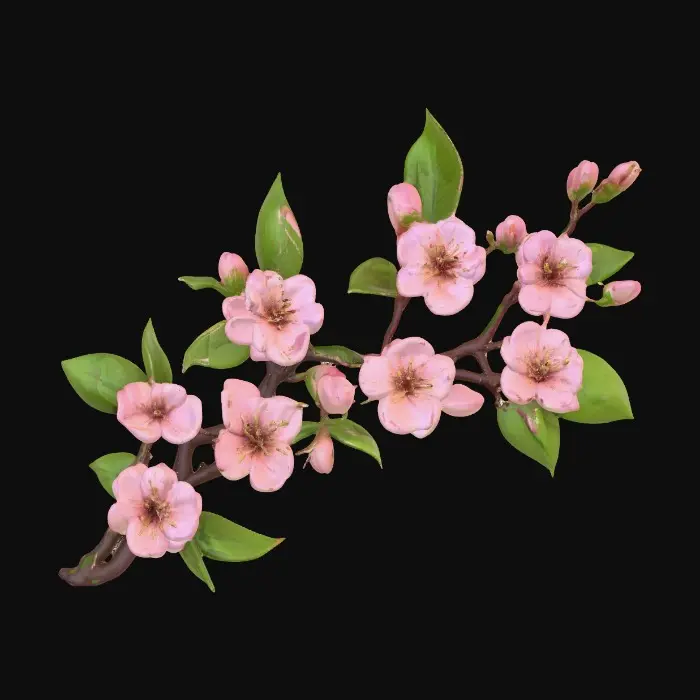 3D model for Cherry Blossom Branch
