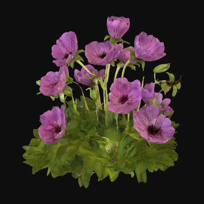 3D model for Vibrant Pink Blooms