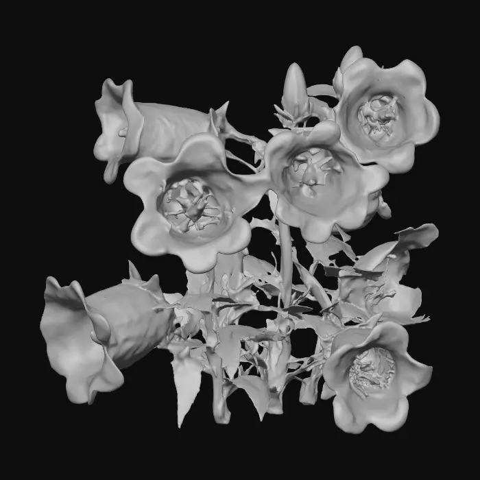 3D model for Bellflower Blossoms