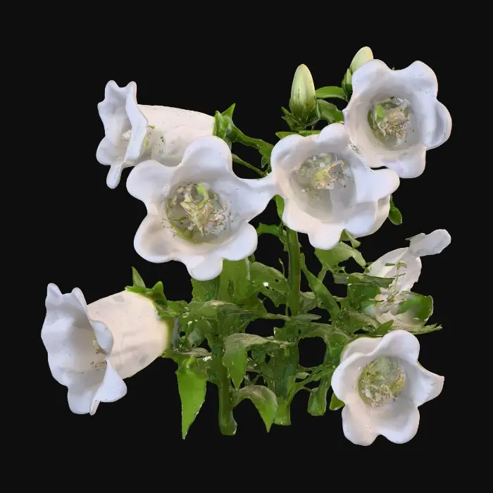 3D model for Bellflower Blossoms