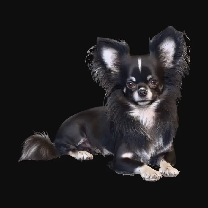 3D model for Fluffy Chihuahua Art