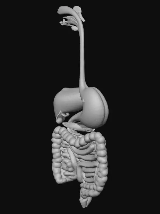 3D model for Digestive System Diagram