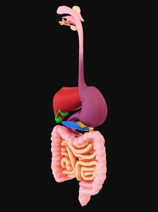 3D model for Digestive System Diagram