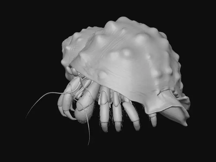 3D model for Barnacle-Covered Hermit Crab