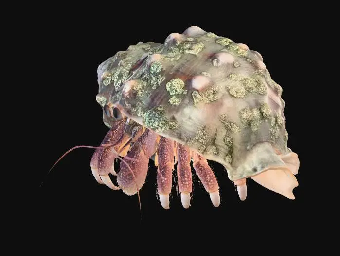 3D model for Barnacle-Covered Hermit Crab