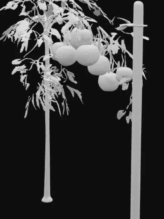 3D model for Generate a tomato plant with robust tomato fruits on it supported by a stake 

