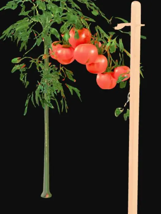 3D model for Generate a tomato plant with robust tomato fruits on it supported by a stake 
