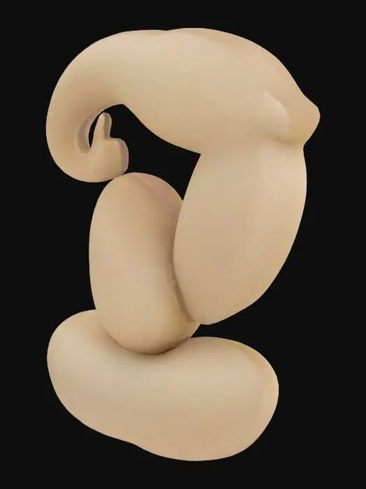 3D model for Human tail