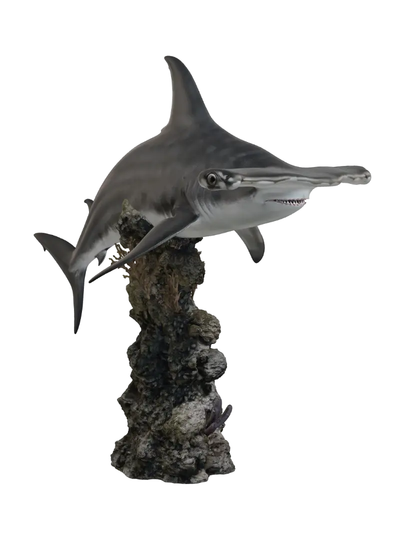 hammerhead