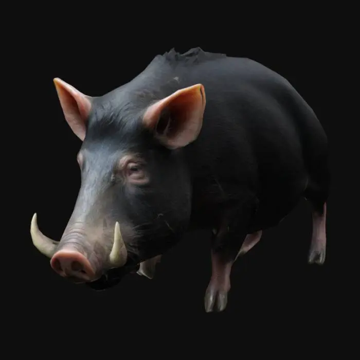 3D model for Red river hog, realistic