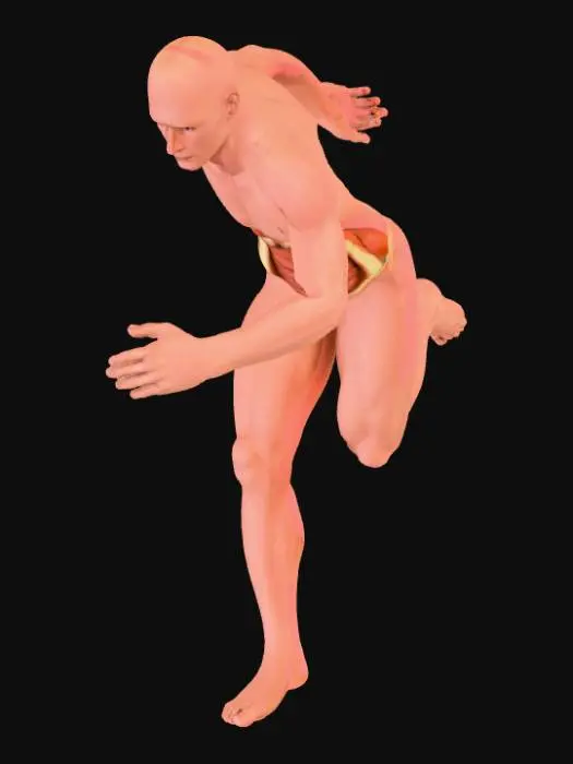 3D model for Human Muscular System Diagram