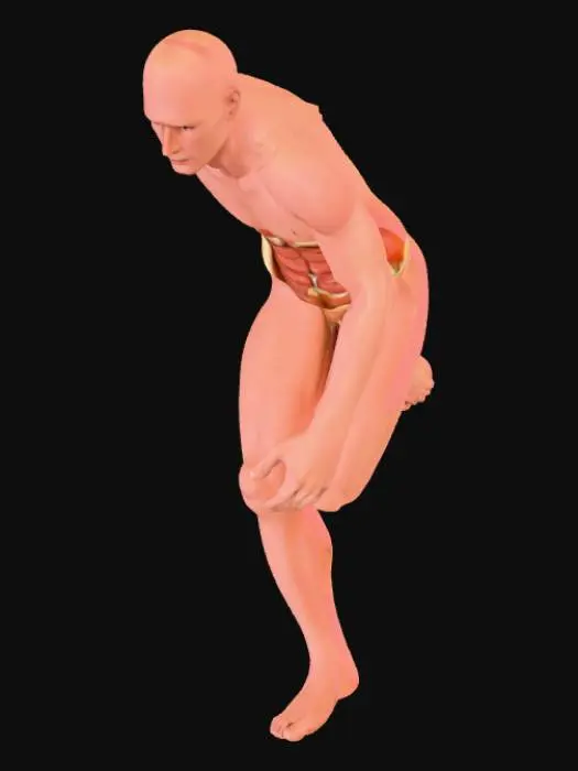 3D model for Human Muscular System Diagram