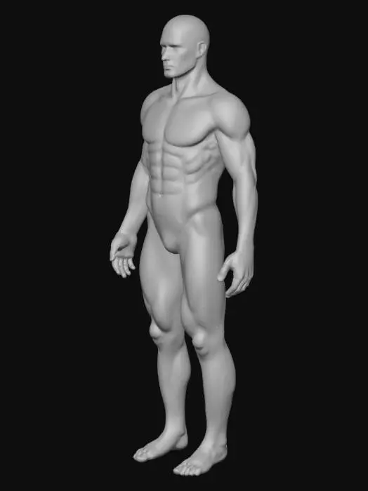 3D model for Human Muscular System Diagram