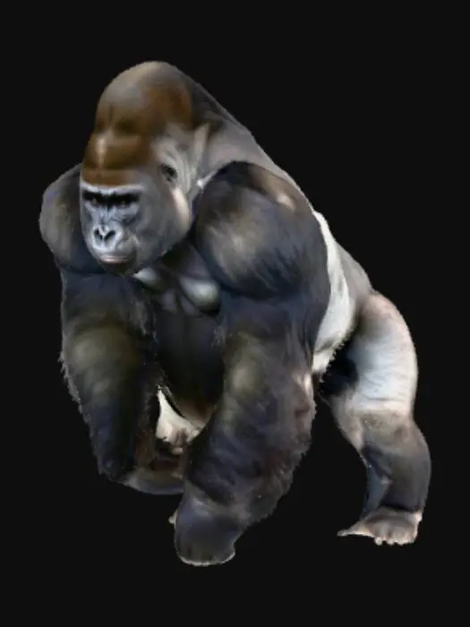 3D model for Gorilla in the Wild