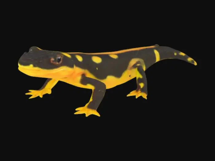 3D model for serbian salamander/newt 