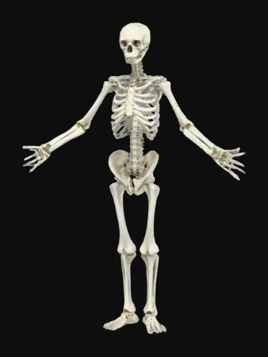 3D model for Una creatura umanoide scheletrica e slanciata, dal corpo emaciato e angolare, con una pelle opaca e scura, quasi come pietra levigata dal tempo. Ha una postura ricurva e arti sproporzionatamente lunghi e sottili che terminano in piedi piatti. La testa rettangolare presenta una mascella inferiore prominente e una bocca spalancata che rivela una fila di denti bianchi, affilati e irregolari. Sul torace sono visibili dettagli che suggeriscono costole esposte, con una colorazione più chiara, quasi ossea. La superficie è liscia ma con una leggera rugosità, priva di texture pixelata. Gli occhi sono piccoli fessure rettangolari di un bianco inquietante