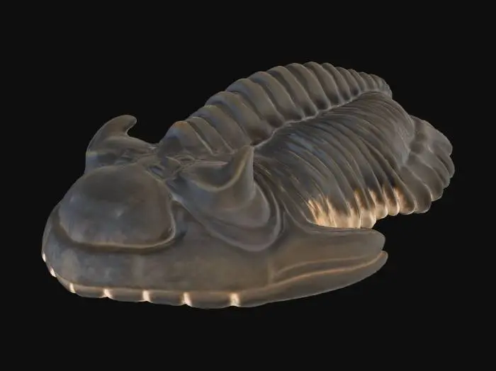 3D model for Trilobite Fossil