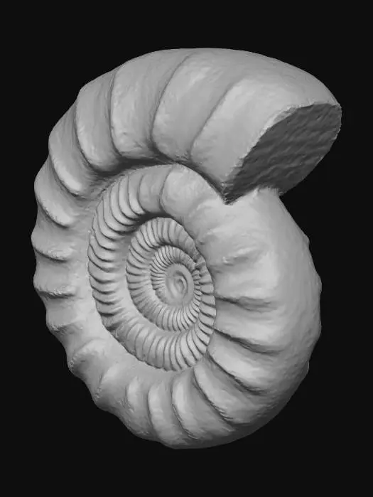 3D model for Ammonite Fossil