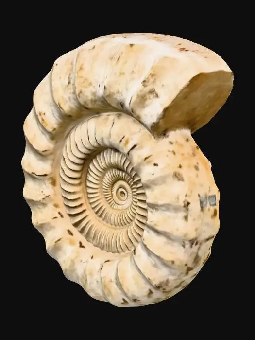 3D model for Ammonite Fossil