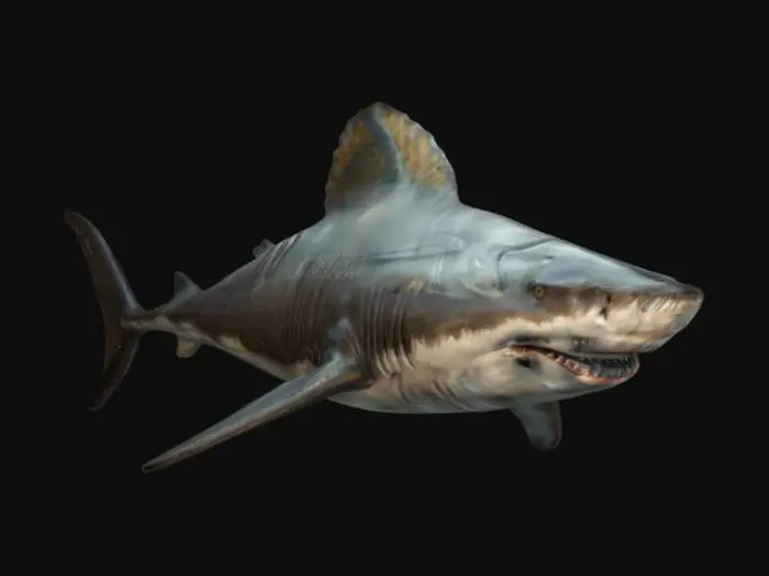 3D model for life-size, 10-meter long, Hyper-realistic animal presentation, renaissance style, megalodon shark with meticulously detailed mane, warm and varied tones, noble and wise eyes, rich and elegant  #warm tone#, #2025#