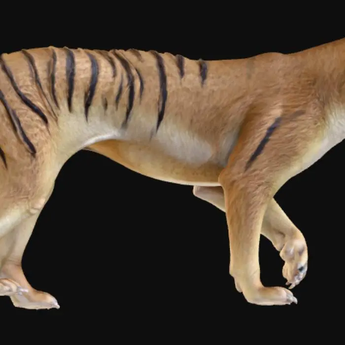 3D model for Tasmanian Tiger Stroll