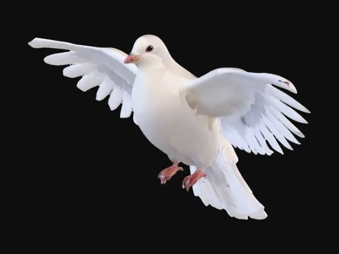 3D model for A white dove flies toward the camera, direct view  flight animation, flapping its wings, approaching the camera