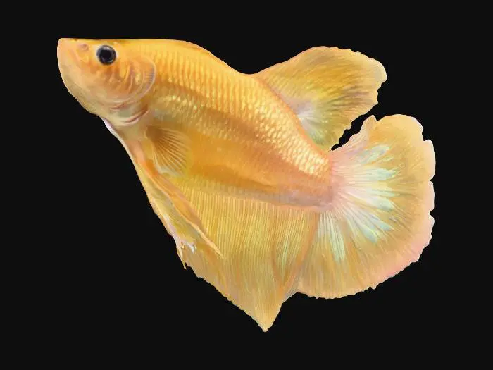 3D model for Golden Grace