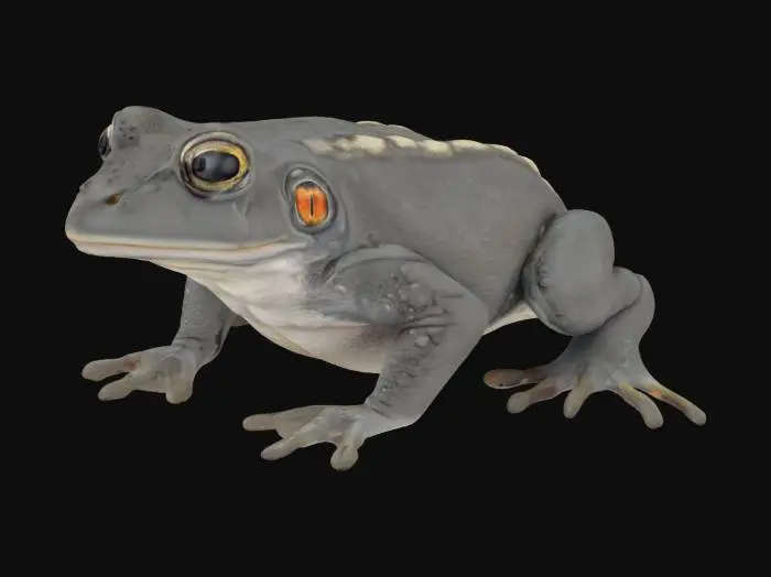 3D model for Ropucha szara