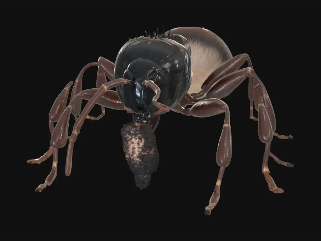 ant