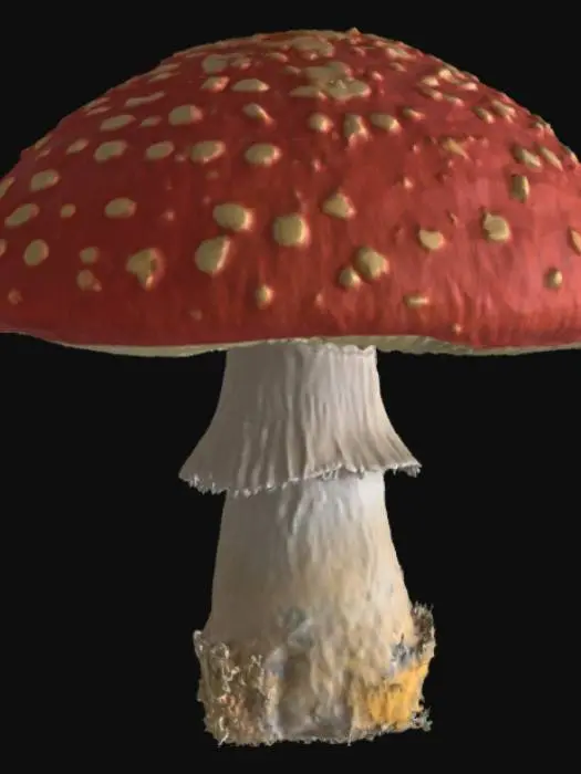 3D model for Une amanite tue-mouches semi-stylisée avec un large chapeau arrondi d'un rouge écarlate vif, parsemé de taches blanches distinctes et légèrement en relief, comme des flocons de coton. La texture est lisse mais avec une légère rugosité au niveau des taches. La tige est robuste, blanche et cylindrique, avec une jupe annulaire évasée. Elle semble avoir une consistance ferme mais un peu spongieuse au toucher.