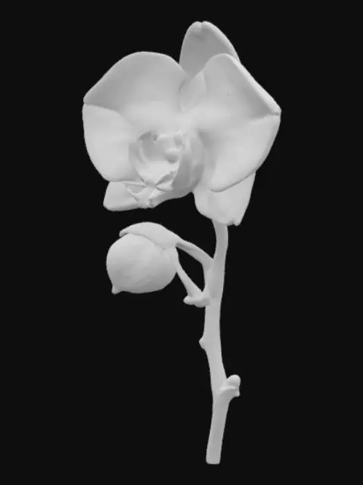 3D model for Une fleur d'orchidée blanche semi-stylisée, aux lignes douces et arrondies, évoquant un style cartoon élégant. Ses pétales immaculés, d'un blanc pur et laiteux, présentent une texture lisse et délicate, avec des bords légèrement épaissis. Le cœur de la fleur peut arborer une touche subtile de jaune pâle. Chaque pétale, d'apparence douce et charnue, s'agence harmonieusement autour d'un pistil simplifié. Une tige élancée et verte soutient la fleur, complétant son allure gracieuse.